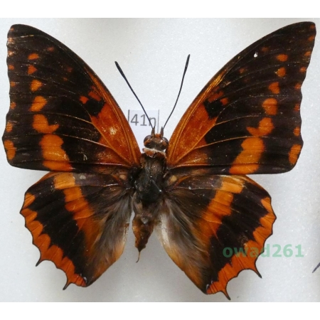 Charaxes lucretius (Cramer 1775) Nigeria 61mm41n